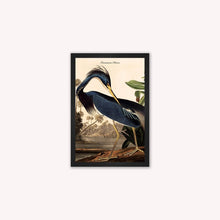 Load image into Gallery viewer, Luxury Velvet Art Print - Vintage Birds - Louisiana Heron Framed Wall Art
