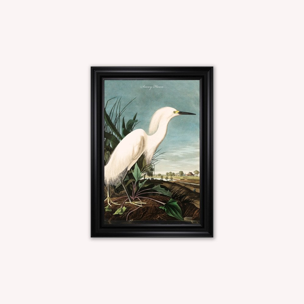 Luxury Velvet Art Print - Vintage Birds - Snowy Heron Framed Wall Art