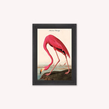 Load image into Gallery viewer, Luxury Velvet Art Print - Vintage Birds - American Flamingo Framed Wall Art
