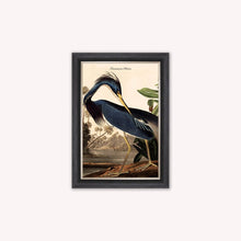 Load image into Gallery viewer, Luxury Velvet Art Print - Vintage Birds - Louisiana Heron Framed Wall Art
