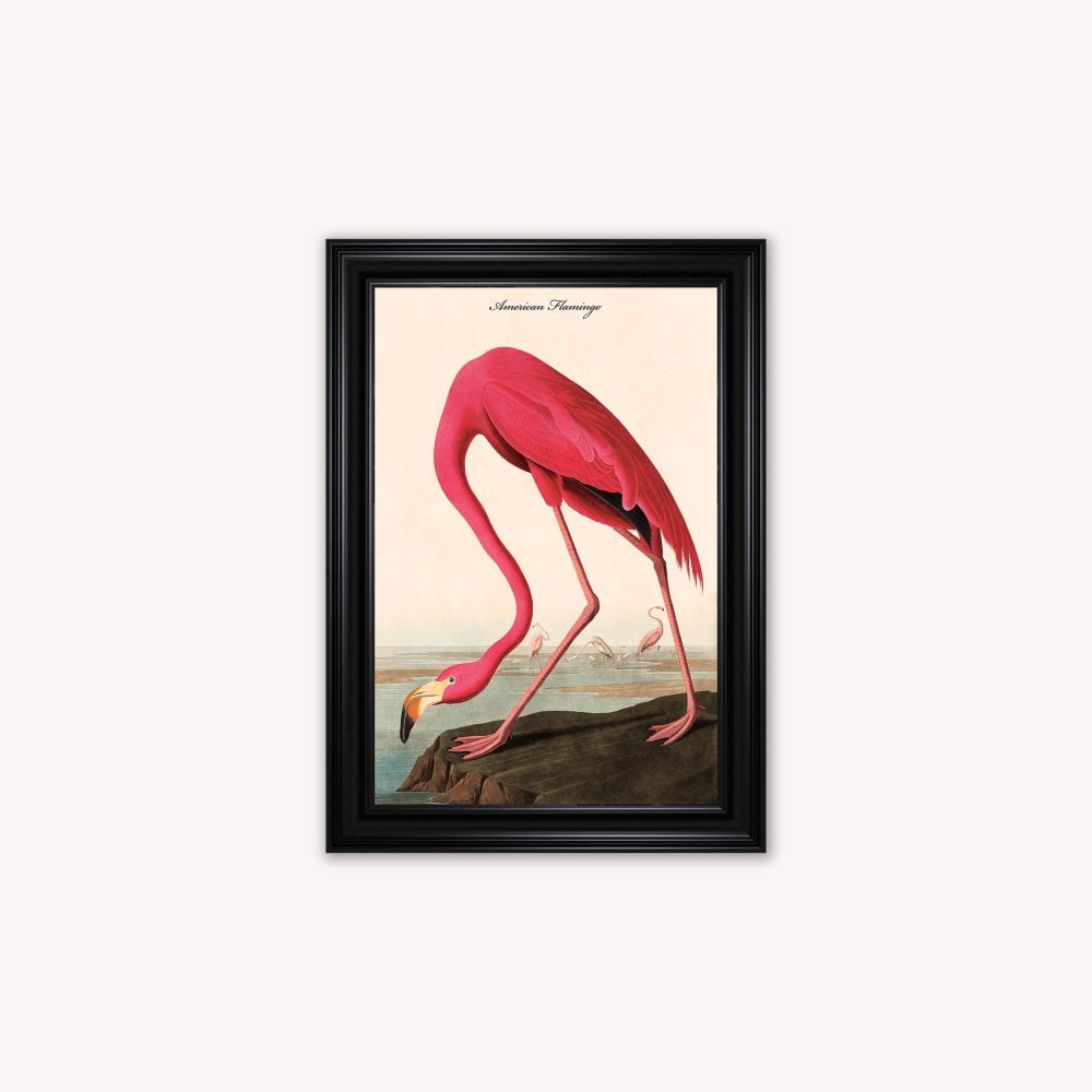 Luxury Velvet Art Print - Vintage Birds - American Flamingo Framed Wall Art
