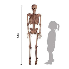 Load image into Gallery viewer, Realistic Skeleton - 1.5m Halloween Prop
