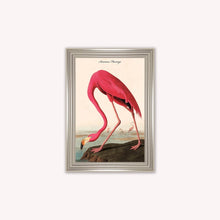 Load image into Gallery viewer, Luxury Velvet Art Print - Vintage Birds - American Flamingo Framed Wall Art
