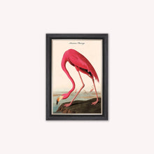 Load image into Gallery viewer, Luxury Velvet Art Print - Vintage Birds - American Flamingo Framed Wall Art
