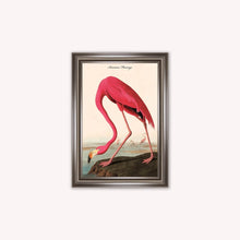 Load image into Gallery viewer, Luxury Velvet Art Print - Vintage Birds - American Flamingo Framed Wall Art
